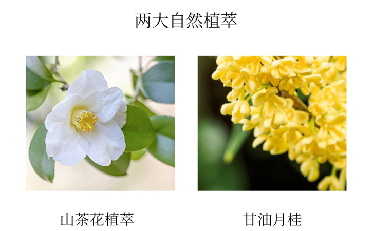 KDK山茶花氨基酸洁面乳 深层清洁控油洗面奶