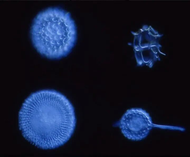 是焕肤神器还是毁肤杀手？深扒海绵微针！