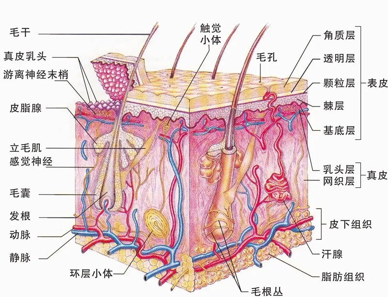 生物学和人体皮肤的结构和组织、其细胞组成和功能
