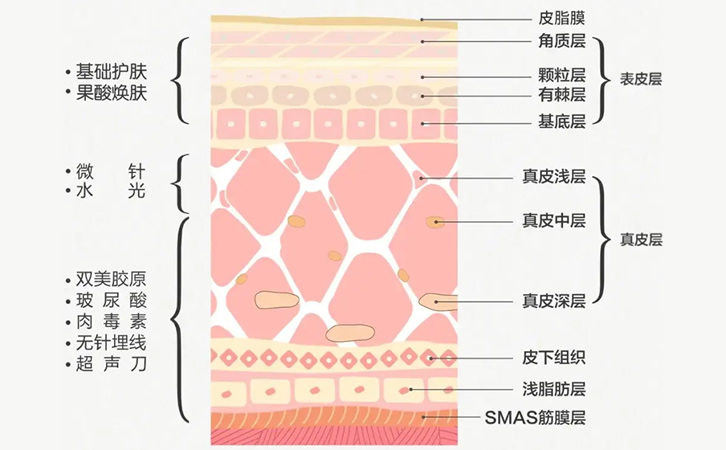 生物学和人体皮肤的结构和组织、其细胞组成和功能