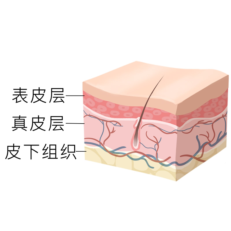生物学和人体皮肤的结构和组织、其细胞组成和功能