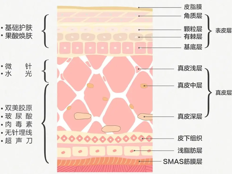 生物学和人体皮肤的结构和组织、其细胞组成和功能