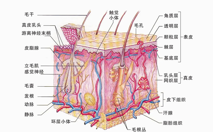 生物学和人体皮肤的结构和组织、其细胞组成和功能