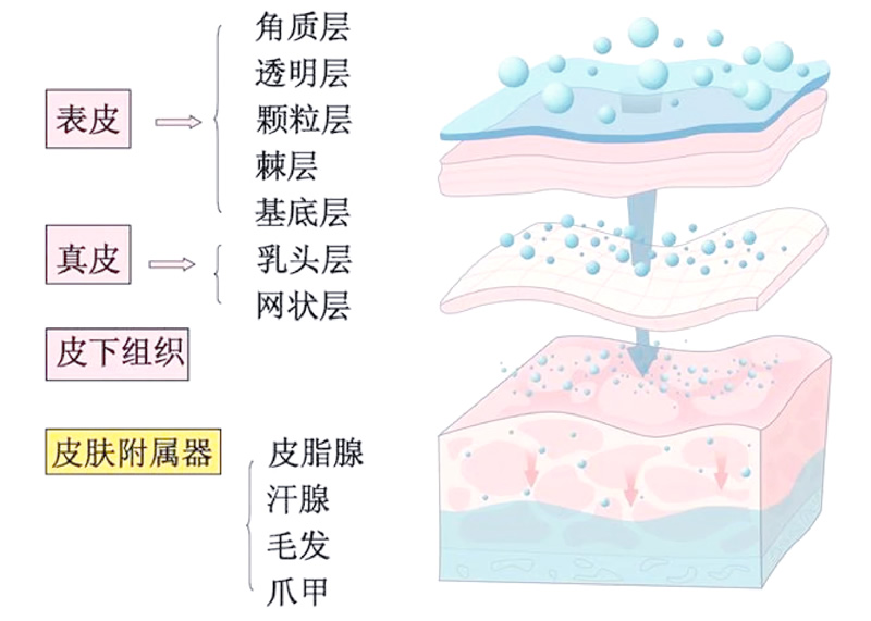 生物学和人体皮肤的结构和组织、其细胞组成和功能